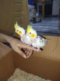 Cocktail 2 Chicks