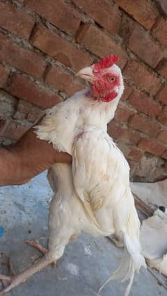 Aseel Kandari | Pair | اصیل | japense | Aseel Dragon | Hens For Sale