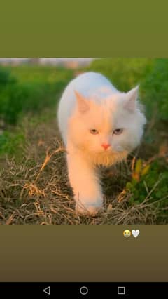 Persian cat