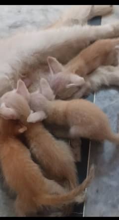SEMI PERSIAN KITTENS AVAILABLE ON ADOPTION charges