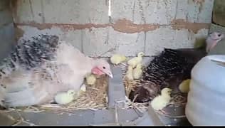 turkey chicks