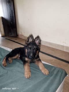 German