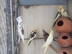 common white , gray  and Eno v pied cockatieles for sale