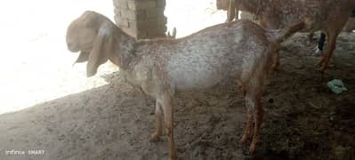 Two puer Makhi cheeni gots ready to deliver for sale