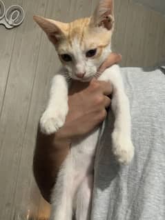Cats