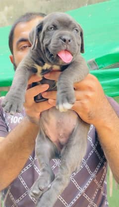 cane corso 03234696626