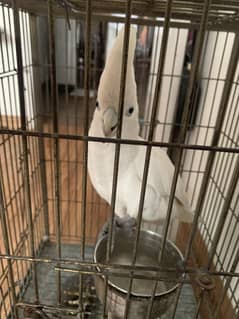 Ducrop cockatoo
