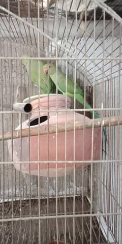 green ring nack pair or Aseel  jageeri murgi kurak or chick