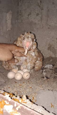 green ring nack pair or Aseel  jageeri murgi kurak or chick