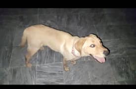 Labrador
