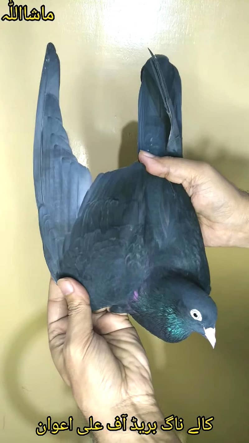 Pure pegions kabutar birds medicine Black teddy Pigeons Kabootar 19