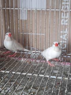 albino