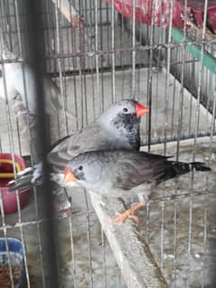 albino shaftail cutthroat finch ND mutation finch