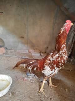 Aseel mianwali breed murga for sale