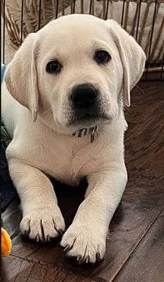 Labrador