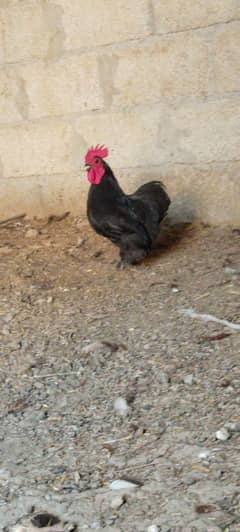 two breeder male for sale one black one white