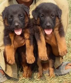 German shepherd double quote pair jodi forsale