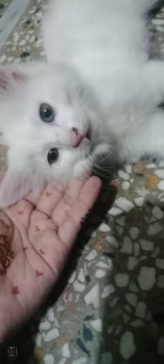 white Persian kittens, Persian doll faced kitten