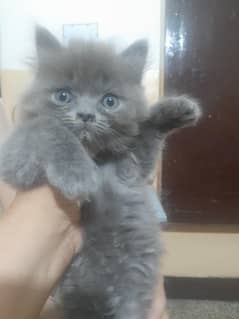 Parsion cats triple cotted with blue eyes punch face
