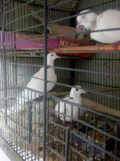 pair