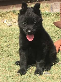 black german shepherd male puppy available for sale