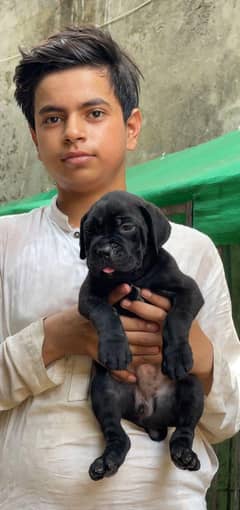 cane corso 03234696626