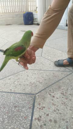 raw parrot talking
