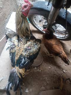 aseel murga with murgi urgent sale thodi bhut kami hojayi gi