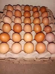 lohman Brown eggs