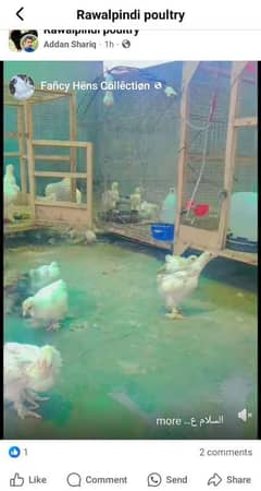 buff male female ar chicks