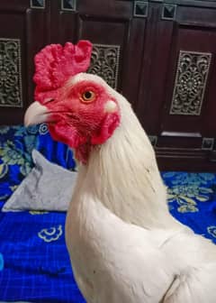 Heera Aseel