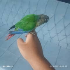 conure