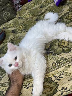 Persian cats for Sale
