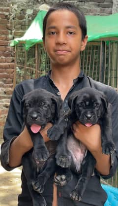 cane corso 03234696626