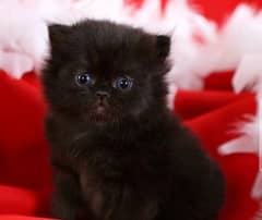 Persian