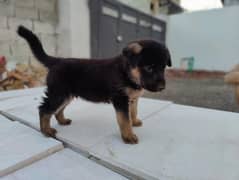 German puppy for Sale