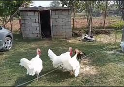 turkey chicks & pathy