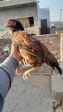 miawali aseel madi with 3 aseel chicks