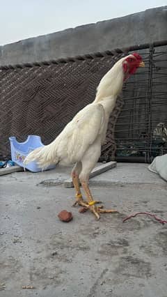 paper white King shamo male for sale.