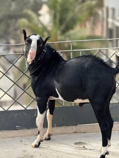 Breedar