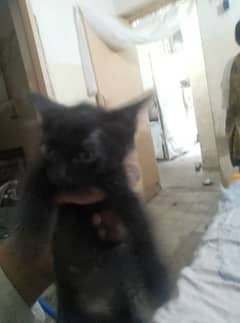 black Persian cat