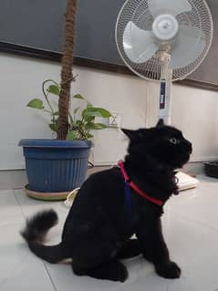 Black Persian Cat