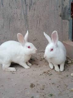Albino Rabbit