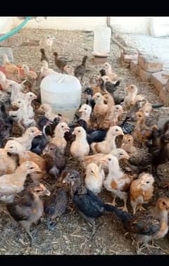 golden misri chicks| Desi Chicks | چوزہ | hens | Chicks /hen