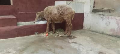 sheep for sale