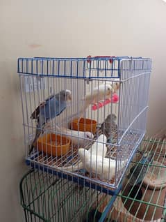 Australian parrots