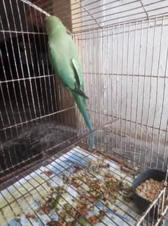 Ringneck
