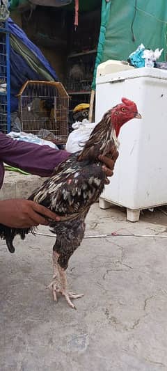aseel java