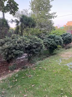 tree 03214672372