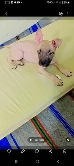 pitbull